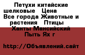 Петухи китайские шелковые › Цена ­ 1 000 - Все города Животные и растения » Птицы   . Ханты-Мансийский,Пыть-Ях г.